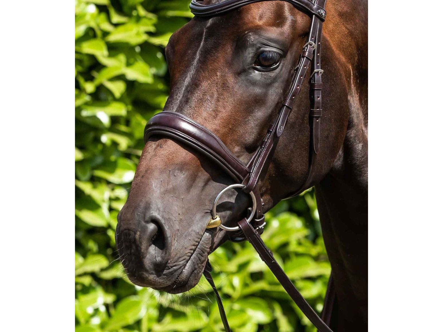 Premier Equine Brass Alloy Training Bit with Lozenge