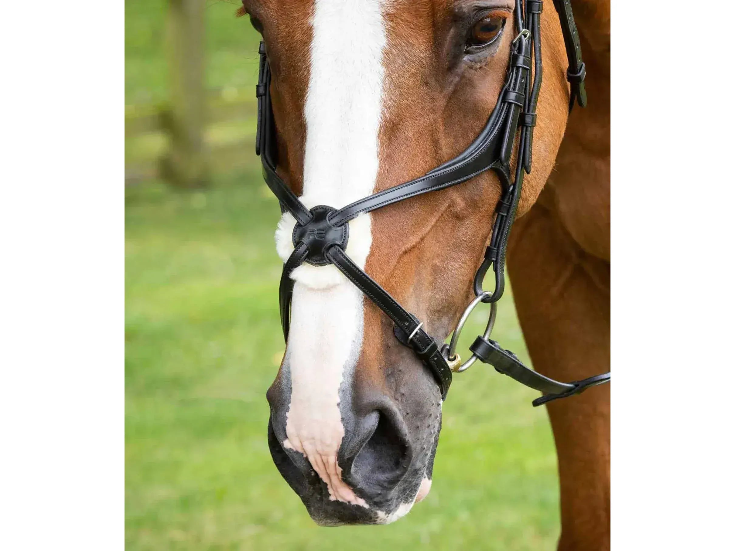 Premier Equine Glorioso Mexican Grackle Noseband