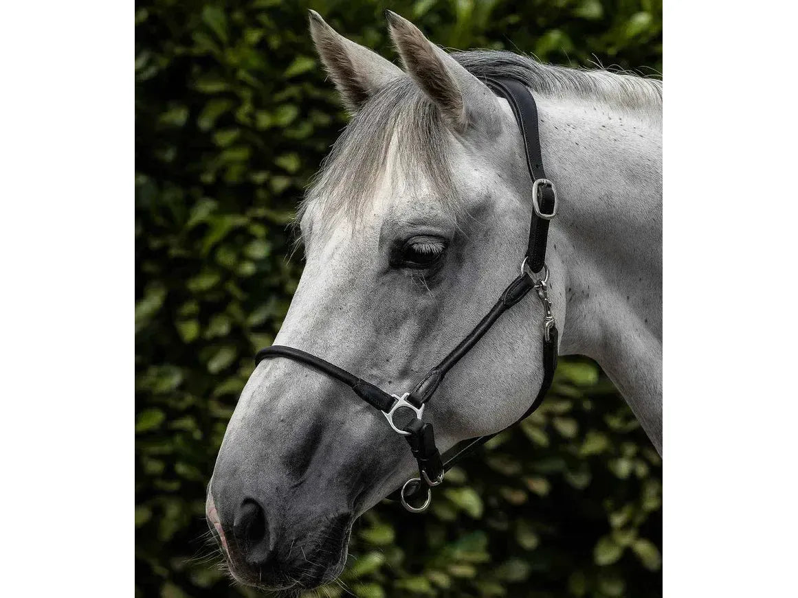 Premier Equine Hennaroso Rolled Anatomic Leather Headcollar