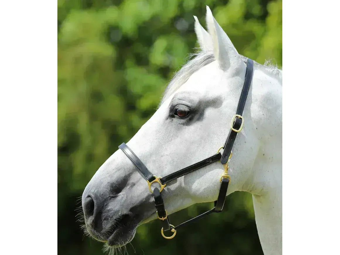 Premier Equine Pasco Plain Leather Head Collar