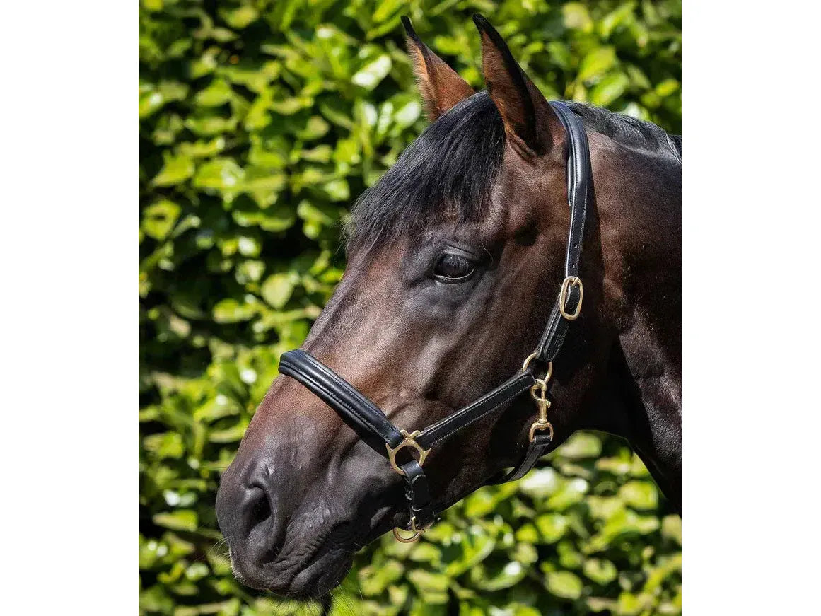 Premier Equine Rego Padded Leather Head Collar