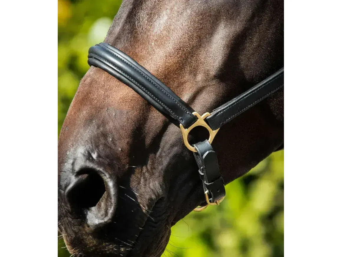 Premier Equine Rego Padded Leather Head Collar