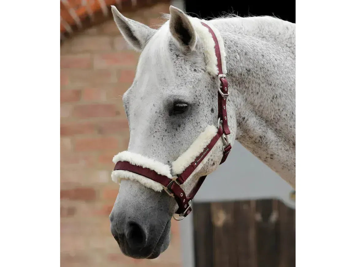 Premier Equine Techno Wool Lined Head Collar