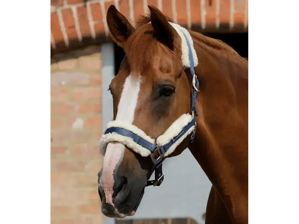 Premier Equine Techno Wool Lined Head Collar