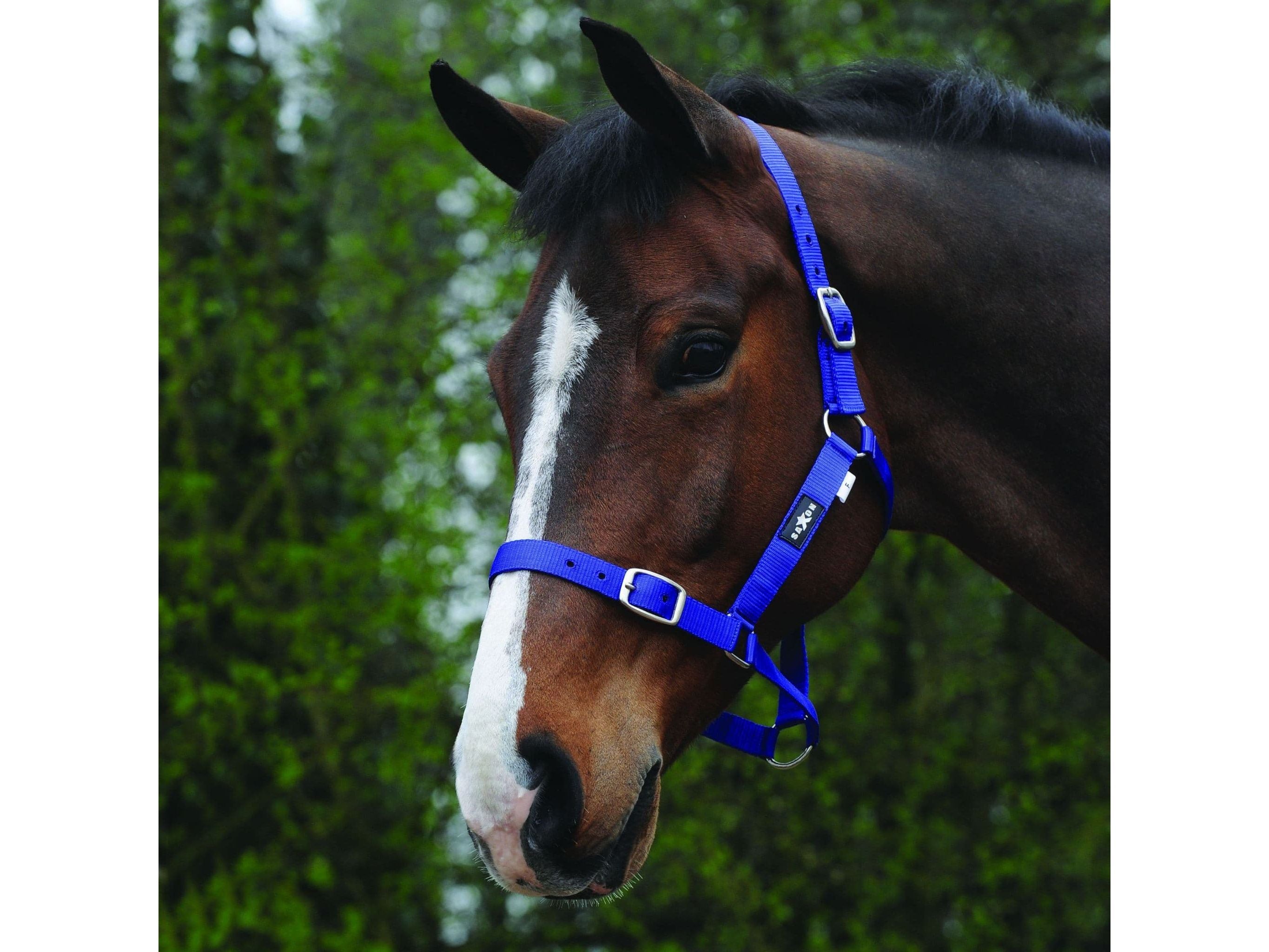 Saxon Economy Headcollar