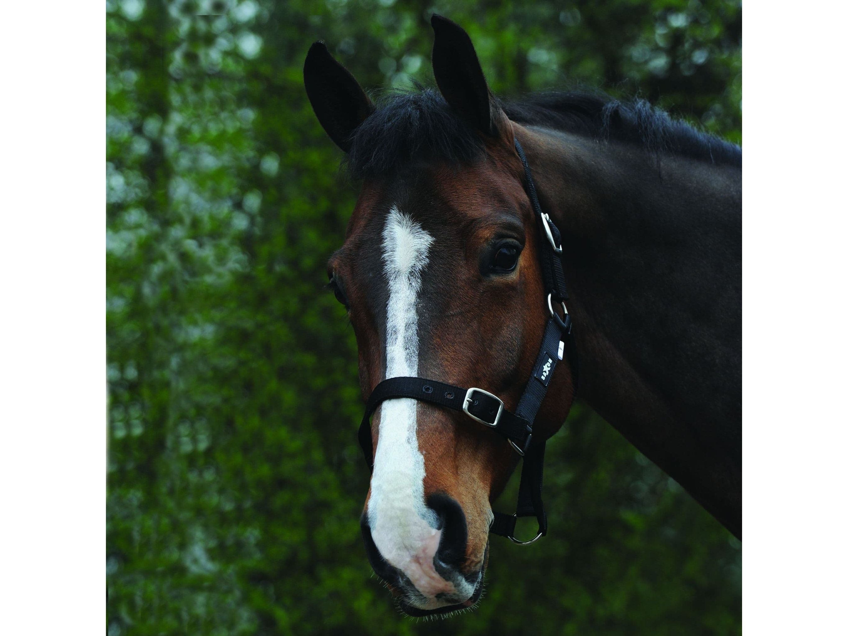 Saxon Economy Headcollar