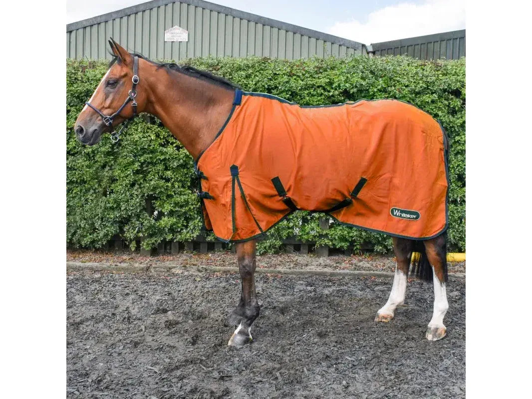 Whitaker Allerton Cotton Sheet in Orange