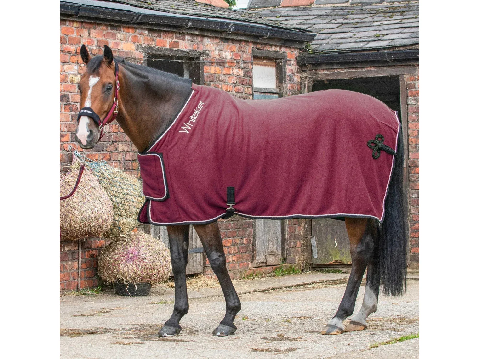 Whitaker Club Show Rug in Red